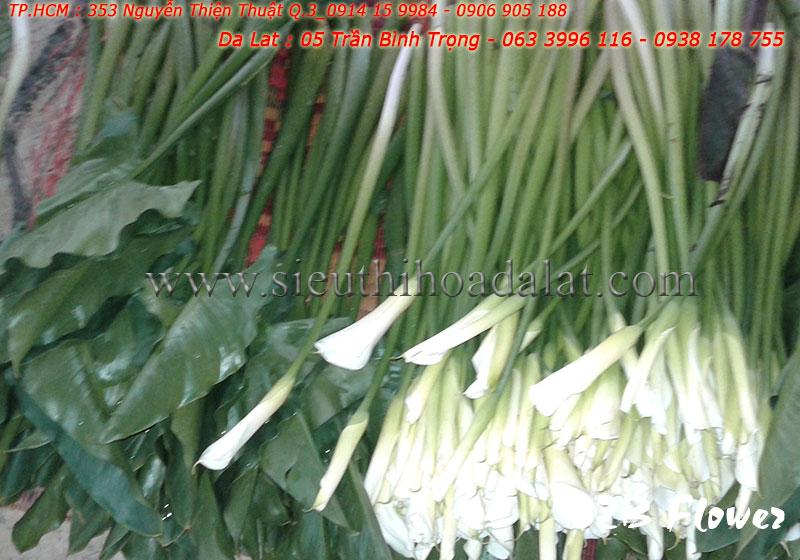 Hoa loa kèn trắng (Hoa rum trắng)