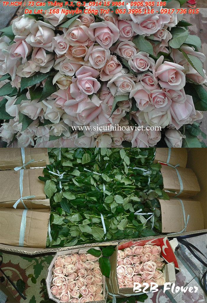 Hoa hồng kem dâu